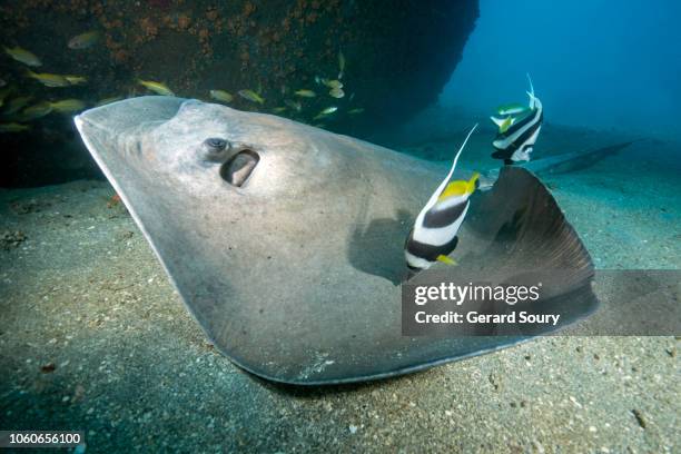 Stringray Getting Cleaned Stingray Tail Photos and Premium High Res Pictures - Getty Images