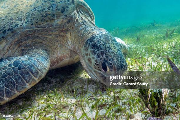 a green turtle feeding on sea grass - zeegras stockfoto's en -beelden