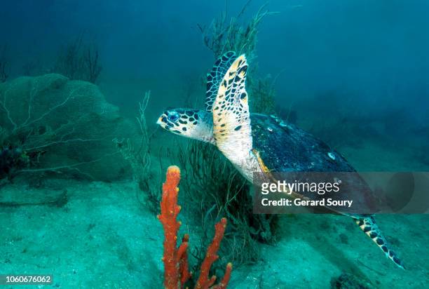 a hawksbill turtle swimming over coral reef - hawksbill turtle stock pictures, royalty-free photos & images