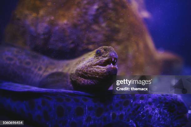 wolf-eel - wolf eel stock pictures, royalty-free photos & images