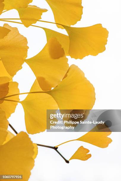 transparency yellow - ginkgo stockfoto's en -beelden