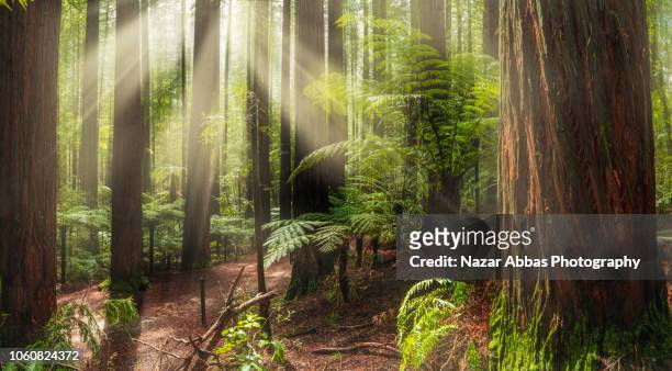 sun rays sneaking through red wood forest trees. - rotorua stock pictures, royalty-free photos & images