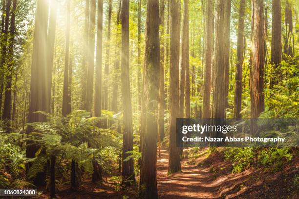 red wood forest. - sequoia stock pictures, royalty-free photos & images