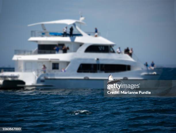 whale watching on the gold coast - whale watching stock pictures, royalty-free photos & images