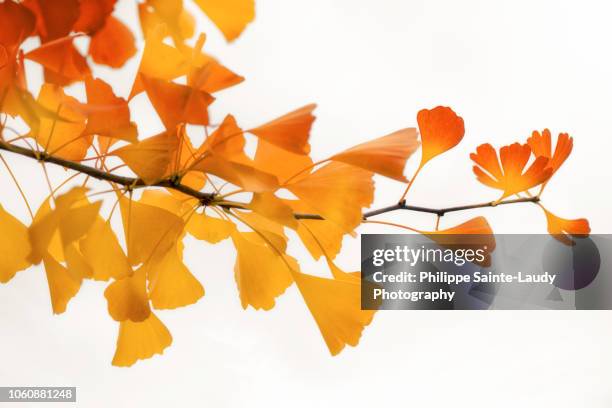 ginkgo's subtle shades - ginkgo stock pictures, royalty-free photos & images