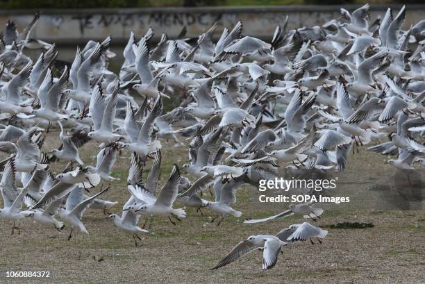 Black-headed gulls are seen on the lake of Pradolongo park in Madrid, where thousands of them spend the winter months, from November to February. In...
