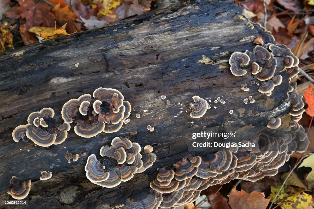 Turkeytail Fungi on a rotten tree log (Trametes versicolor)