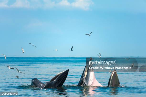 a pod of humpback whales lunge feed in monterey bay, california. - bando de mamíferos marinhos - fotografias e filmes do acervo