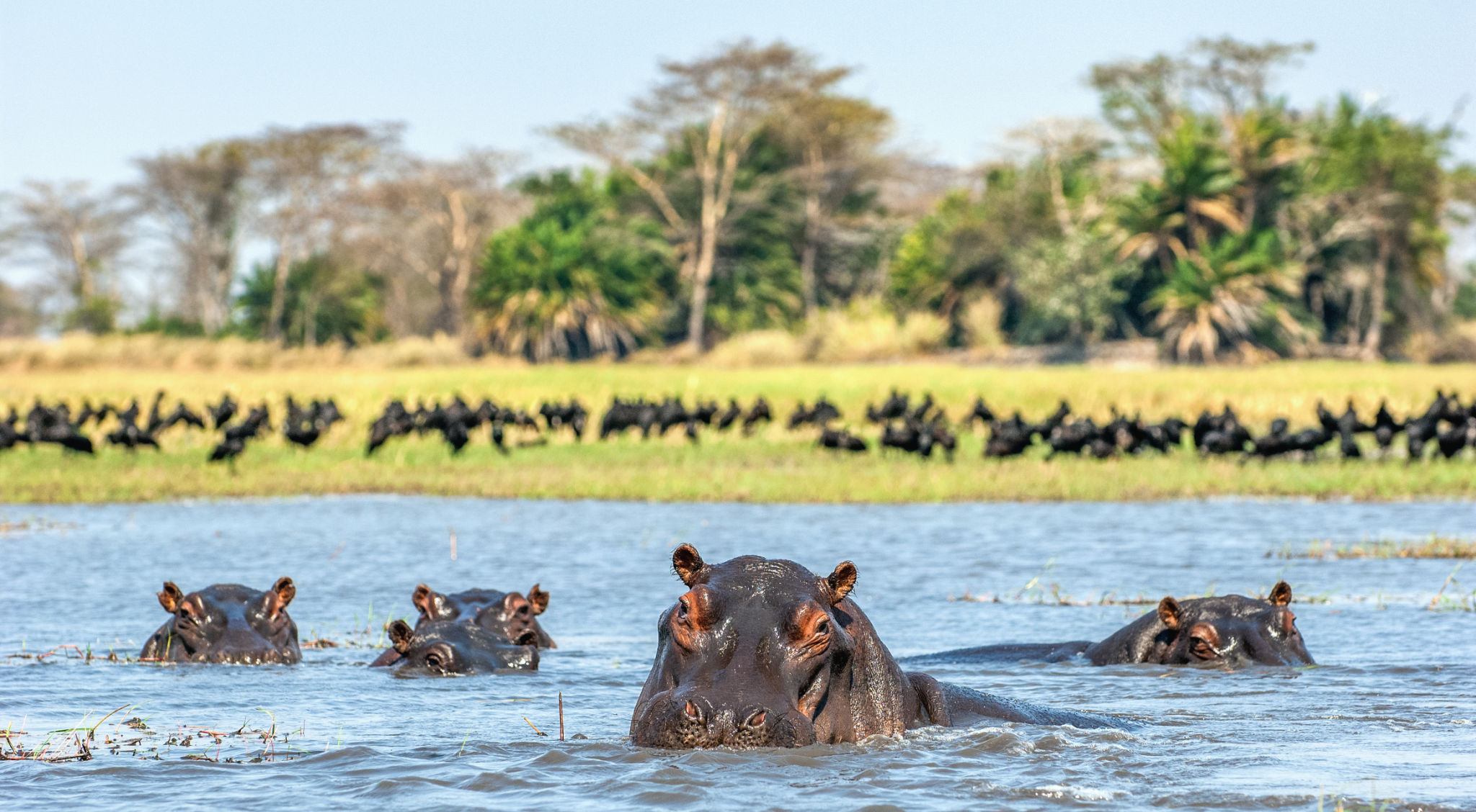 zambia landscape