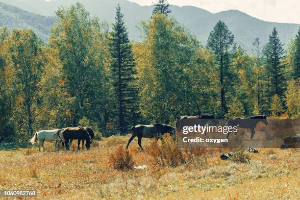 horse graze near the mountain in the pasture in the autumn - golden hoof stock pictures, royalty-free photos & images