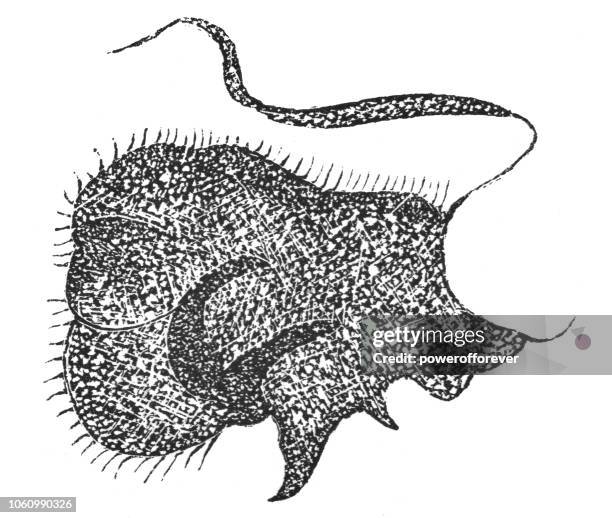 silkworm insect shedding - bombyx mori - silkworm stock illustrations