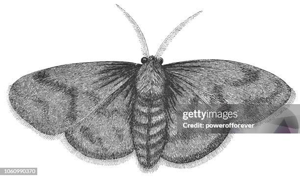domestic silkmoth insect - bombyx mori - silkworm stock illustrations