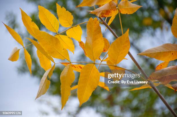 fraxinus pennsylvanica tree - ash tree stock-fotos und bilder