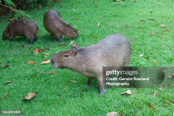 Capybara Island Rio 65 Capybara Rio Stock Photos, High-Res Pictures, and Images - Getty Images