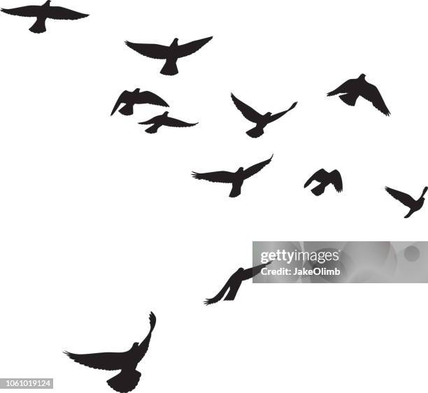 87 015点の鳥イラスト素材 Getty Images 87 015点の鳥イラスト素材 Getty Images