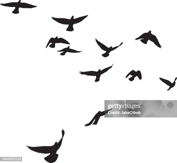 85 717点の鳥イラスト素材 Getty Images