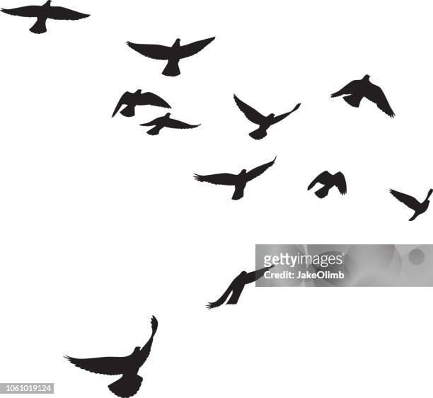 pigeons flying silhouettes 4 - freedom stock illustrations