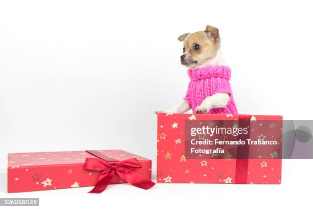 dog in a gift box - gift wrap stock-fotos und bilder