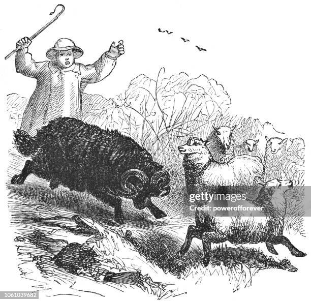 Thief Riding Sheep Man Herding Sheep Photos and Premium High Res Pictures - Getty Images