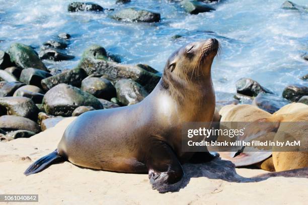 soaking up the sun - sea lion stock pictures, royalty-free photos & images