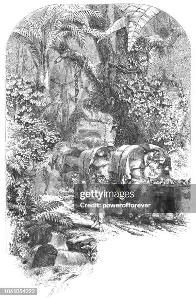 wagon train transporting coffee in costa rica (19th century) - costa rica coffee stock illustrations