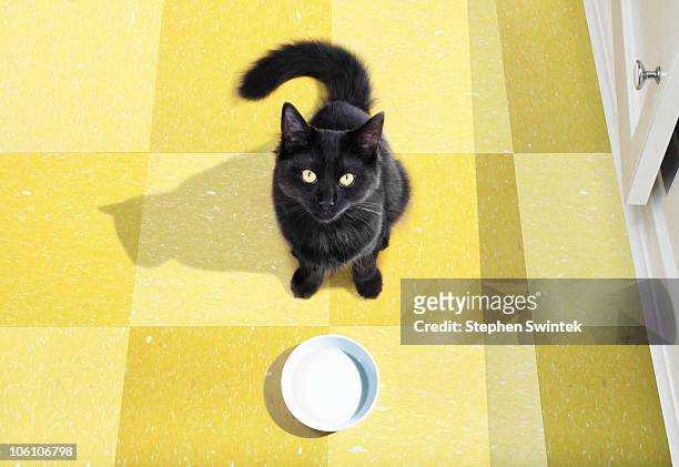 young cat waits to be fed. - black cat stock-fotos und bilder