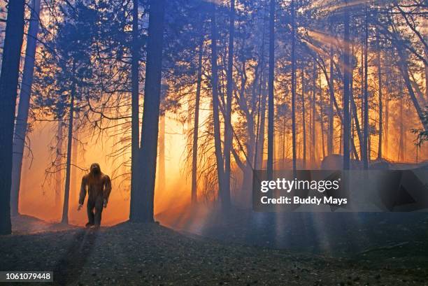 bigfoot or sasquatch in a mysterious forest - bigfoot photos et images de collection