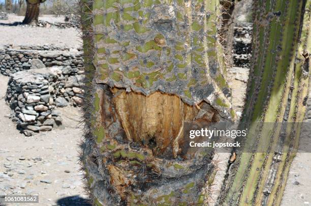 close up of cardon wood (echinopsis atacamensis) - cardon stock-fotos und bilder