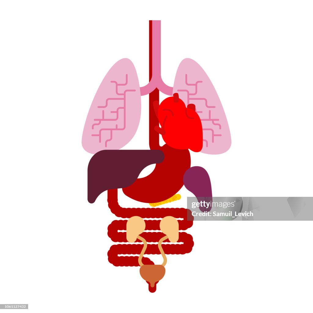 Human Anatomy Organs Internal Systems Of Man Body And Organs Medical ...
