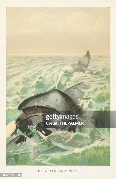 greenland whale and orcas chromolithograph 1896 - whale stock illustrations