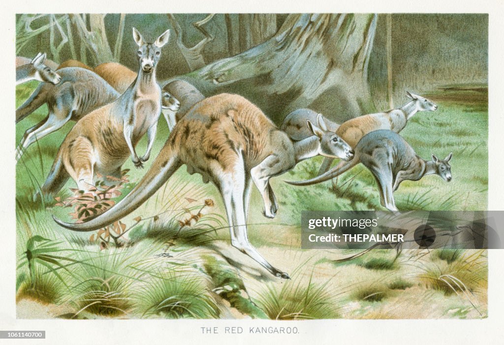 Rode reuzenkangoeroe chromolithograph 1896