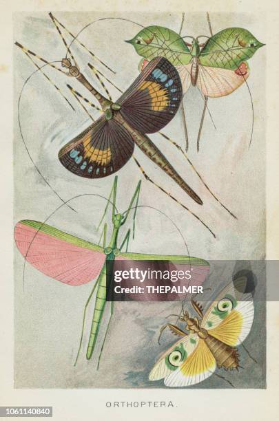 orthopteren insekten farblitho 1896 - grille insekt stock-grafiken, -clipart, -cartoons und -symbole