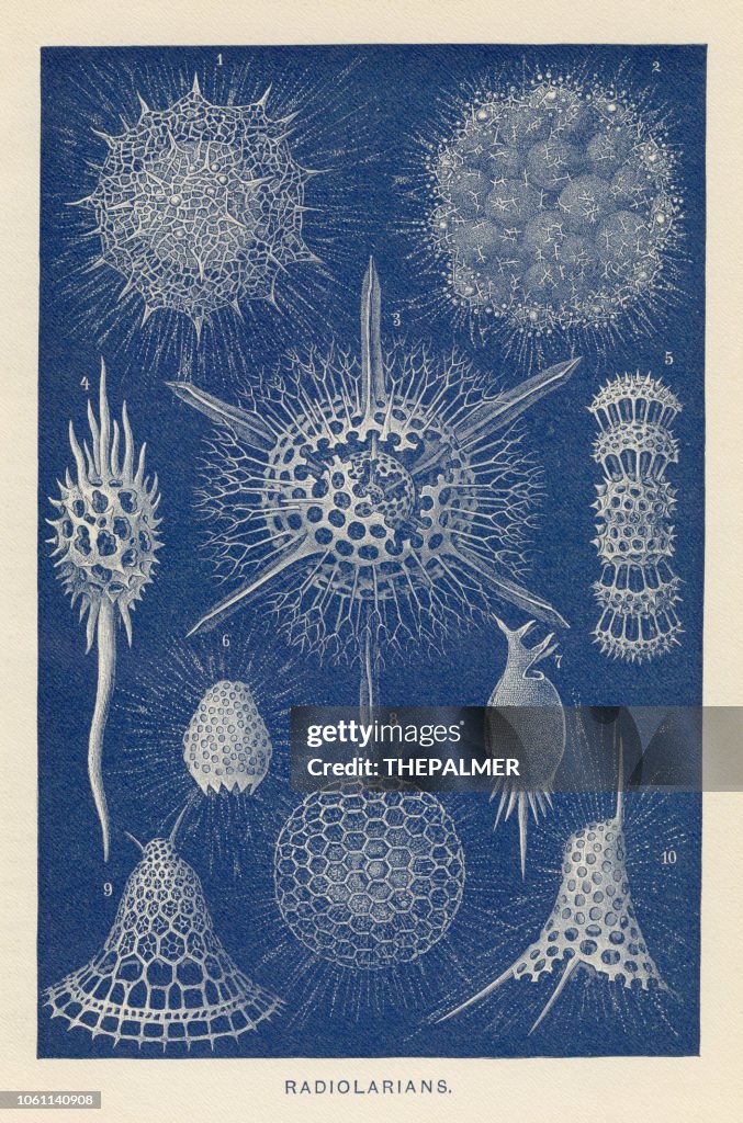 Radiolarians chromolithograph 1896