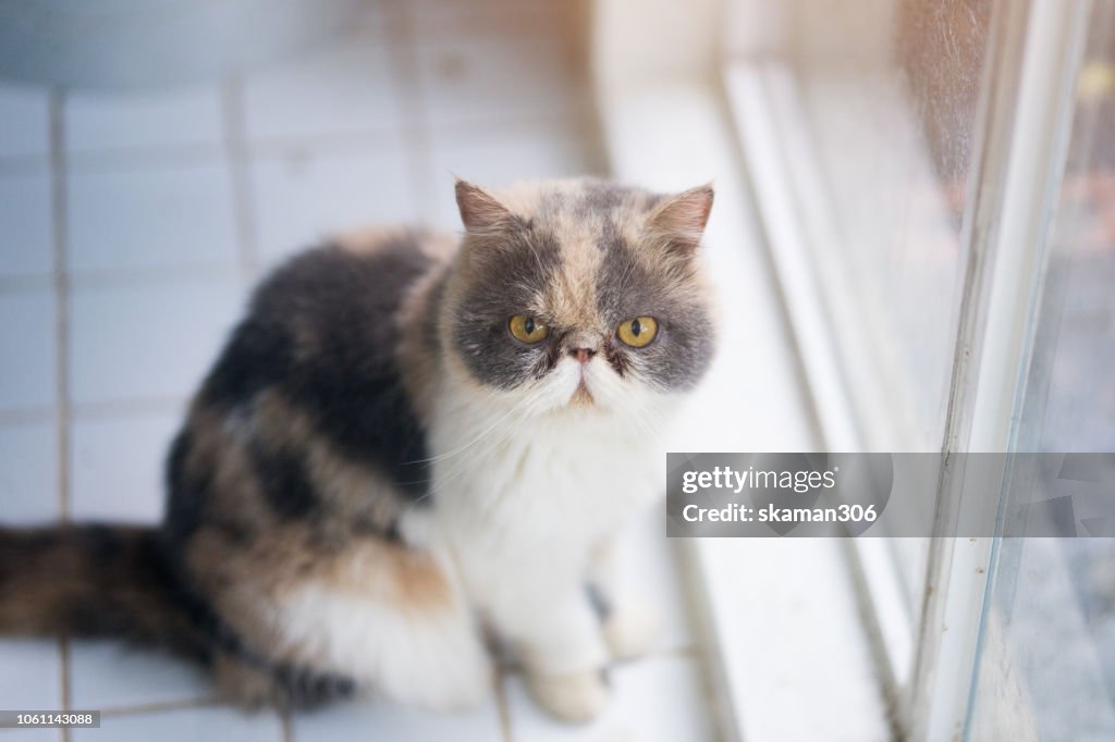 Kitten cat exotic short hair laydown on the floor