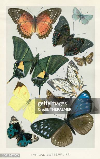 schmetterlinge farblitho 1896 - butterfly insect stock-grafiken, -clipart, -cartoons und -symbole