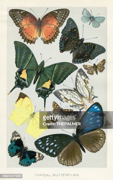 ilustrações, clipart, desenhos animados e ícones de borboletas chromolithograph 1896 - zoologia