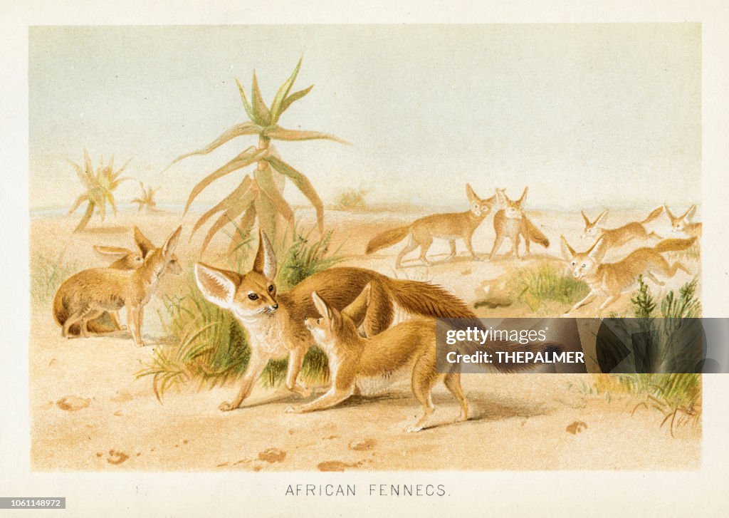 African fennecs chromolithograph 1896