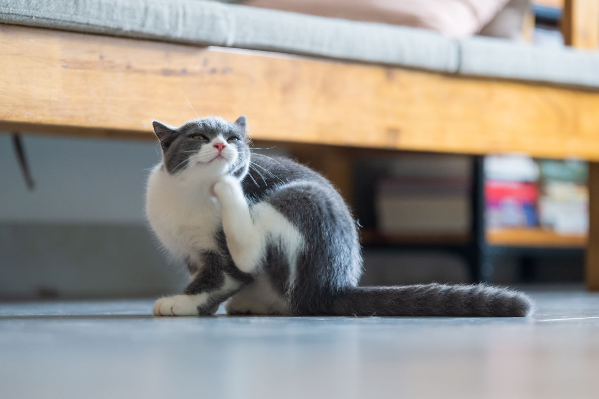 Cute British short hair cat kitten Cute British short hair cat kitten