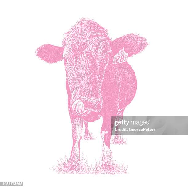 funny cow sticking out tongue - holstein friesian cattle stock illustrations