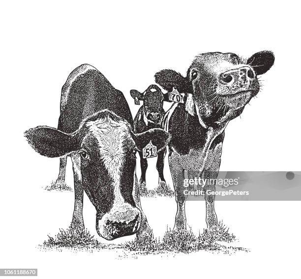 ilustraciones, imágenes clip art, dibujos animados e iconos de stock de lindas vacas con divertidas expresiones faciales - concept does not exist