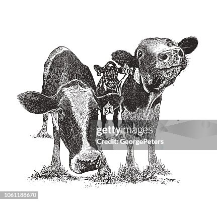 Vaches mignons avec des expressions faciales drôles Vaches mignons avec des expressions faciales drôles