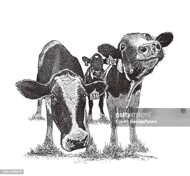 cute cows with funny facial expressions - livestock stock illustrations