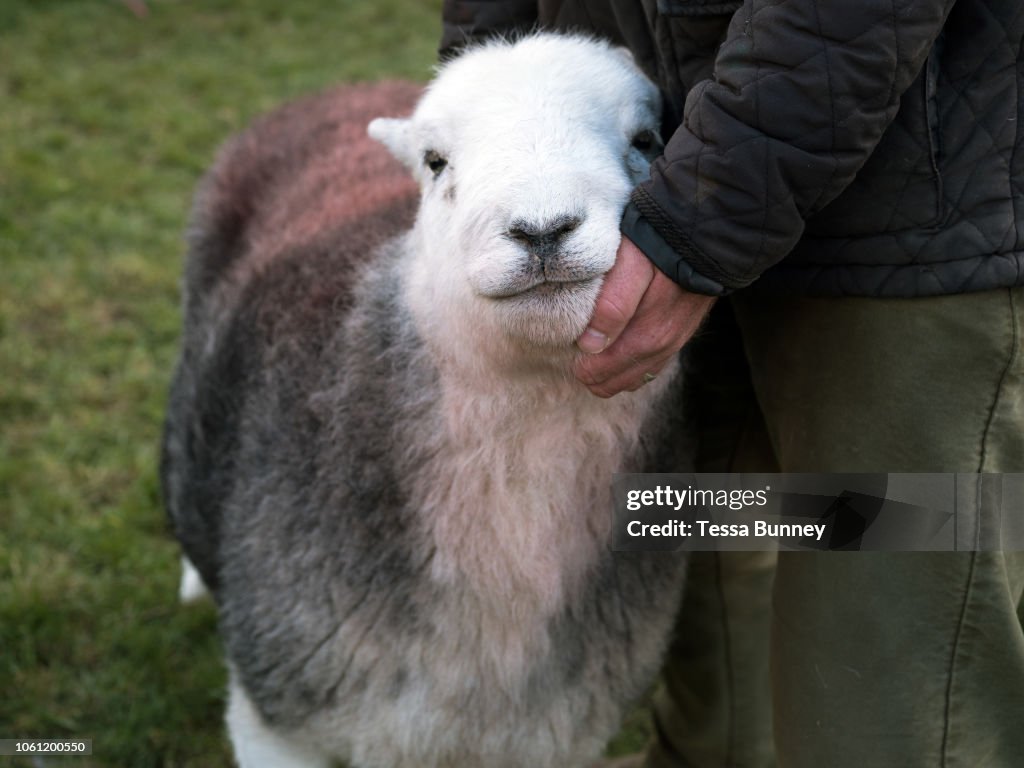Herdwick Sheep At Buttermere Shepherds Meet In Cumbria England