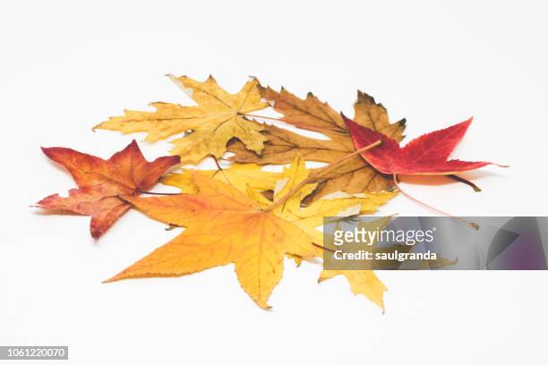 close-up of dried leaves in autumn against white - ahornblatt freisteller stock-fotos und bilder