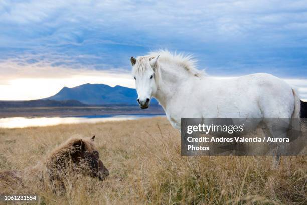two icelandic horses resting in foxtail field, hvitserkur, iceland - icelandic horse stock pictures, royalty-free photos & images