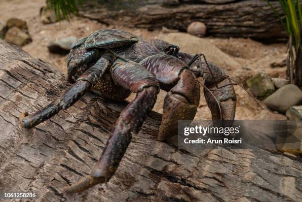 coconut crab : birgus latro - coconut crab stock pictures, royalty-free photos & images