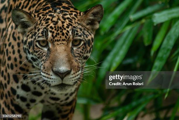 jaguar (panthera onca ) - jaguar cat stock pictures, royalty-free photos & images