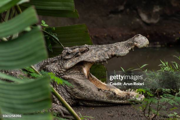 freshwater crocodile, siamese crocodile : crocodylus siamensis - süßwasser stock-fotos und bilder