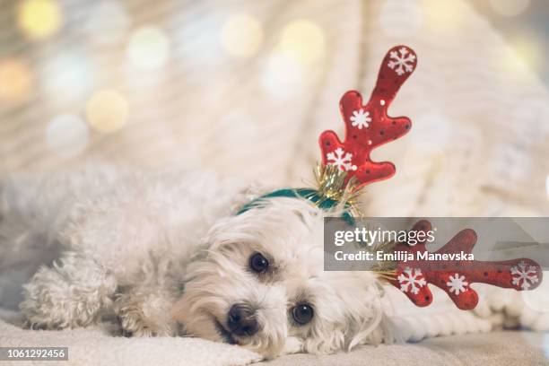 maltese dog wearing christmas antlers - funny christmas dog stock pictures, royalty-free photos & images