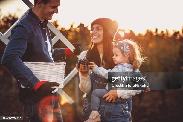 people harvesting grapes - blue collar worker family stock pictures, royalty-free photos & images